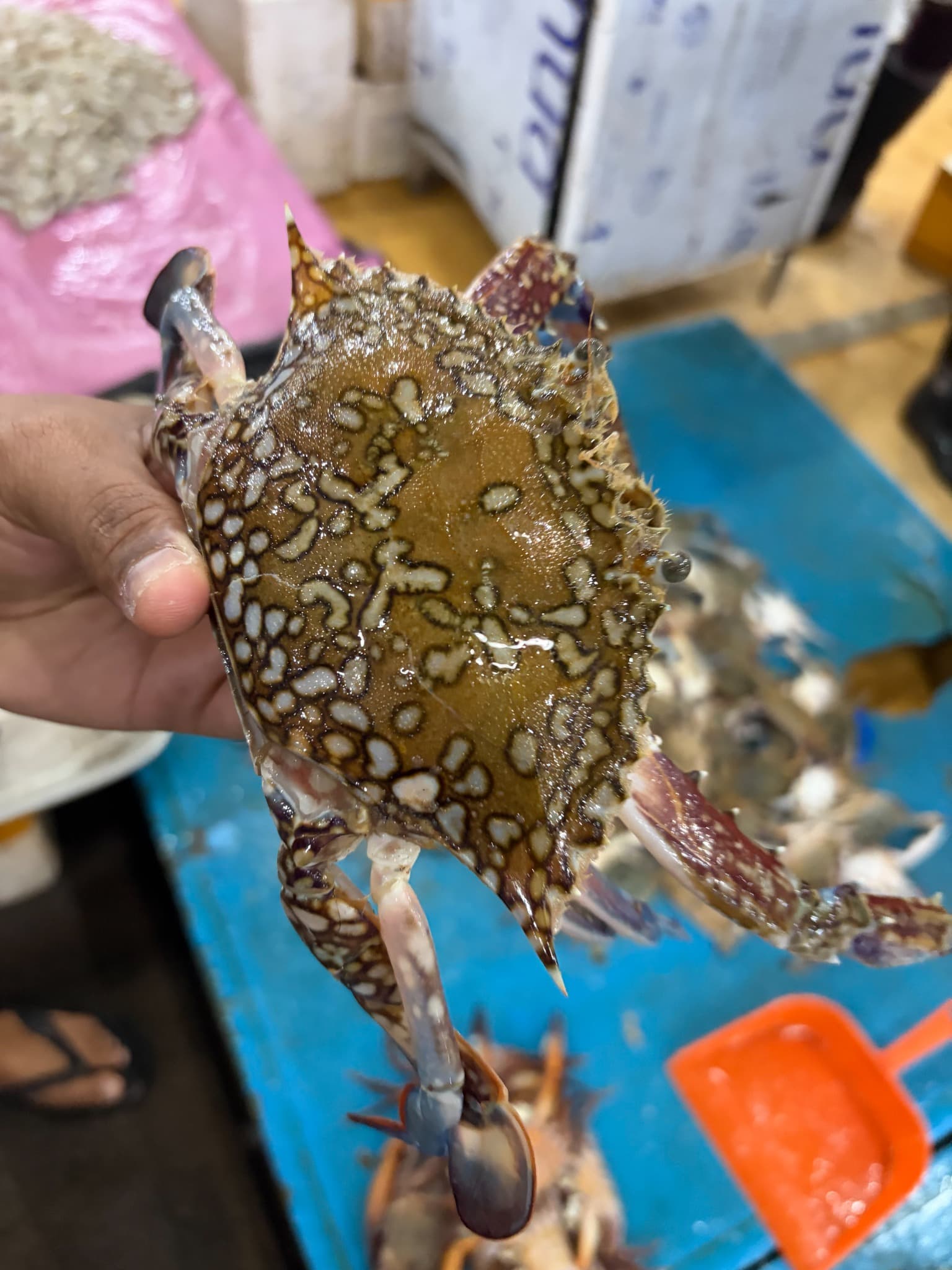 Fresh sea crab