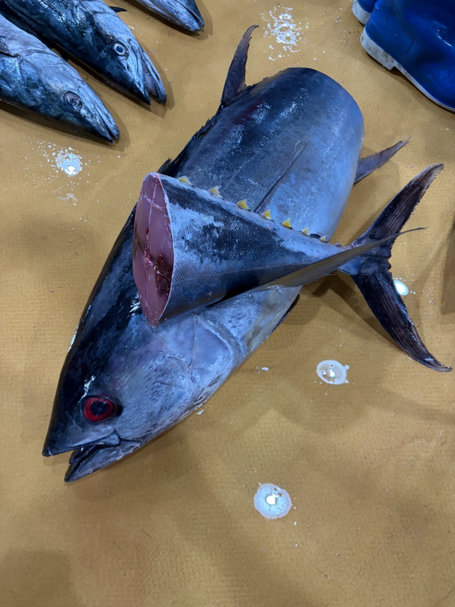 Fresh tuna selection